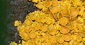A lichen (Xanthoria parietina)